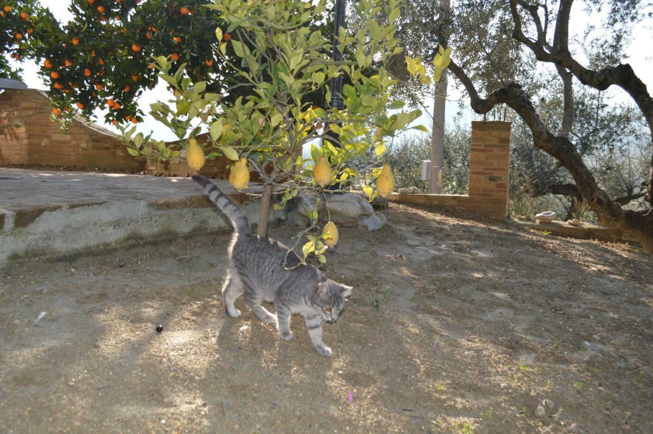 Casale Del Sole Panzió Cepagatti Kültér fotó